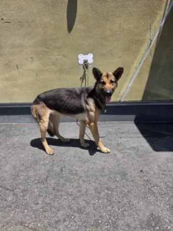 An adult large-sized female German Shepherd Dog dog named Jenna for adoption in Los Angeles, CA