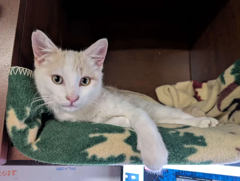 A young medium-sized male Buff & White Domestic Short Hair cat named Creamstick for adoption in Wooster, OH