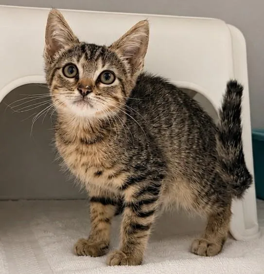 A baby small-sized male Domestic Short Hair cat named Diego for adoption in Statesville, NC