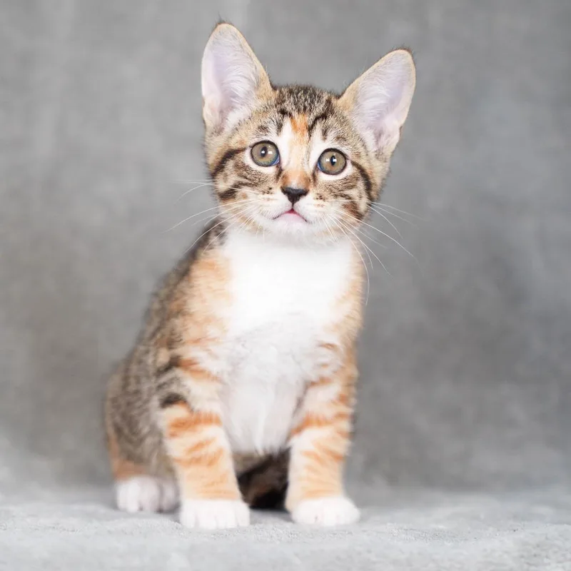 A baby small-sized female Torbie Domestic Short Hair cat named Eclair for adoption in Sunnyvale, CA