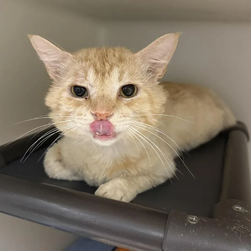 An adult small-sized male Buff / Tan / Fawn Domestic Short Hair cat named Stumpy for adoption in Caryville, TN