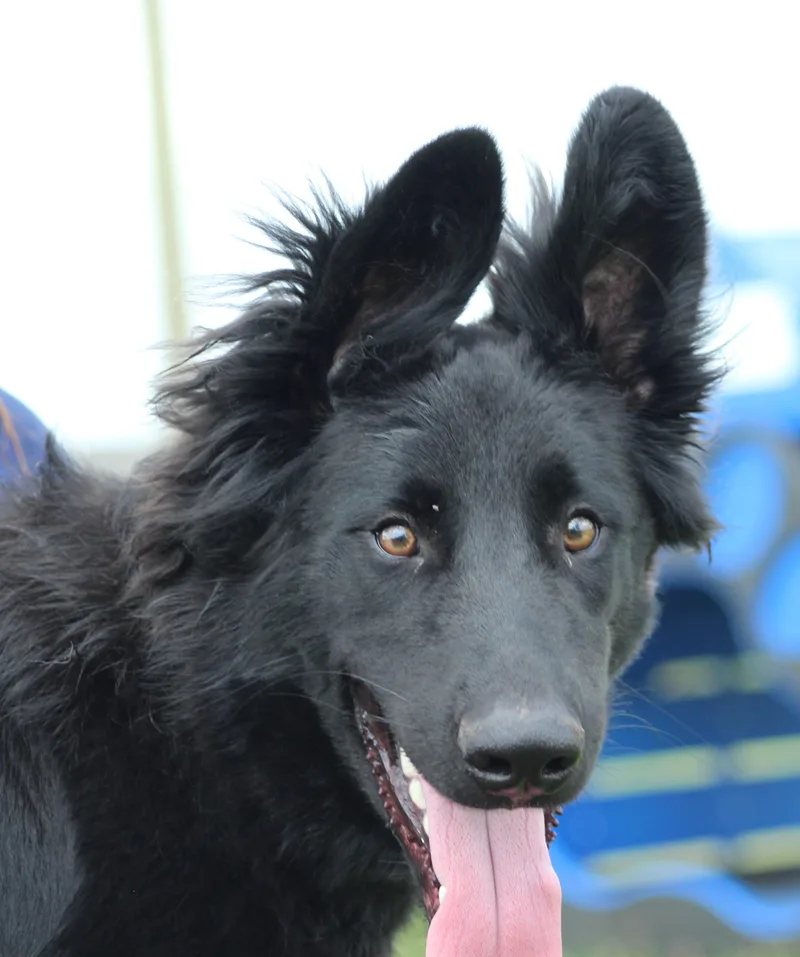 A young large-sized male Black German Shepherd Dog dog named Whichway for adoption in Temple, TX