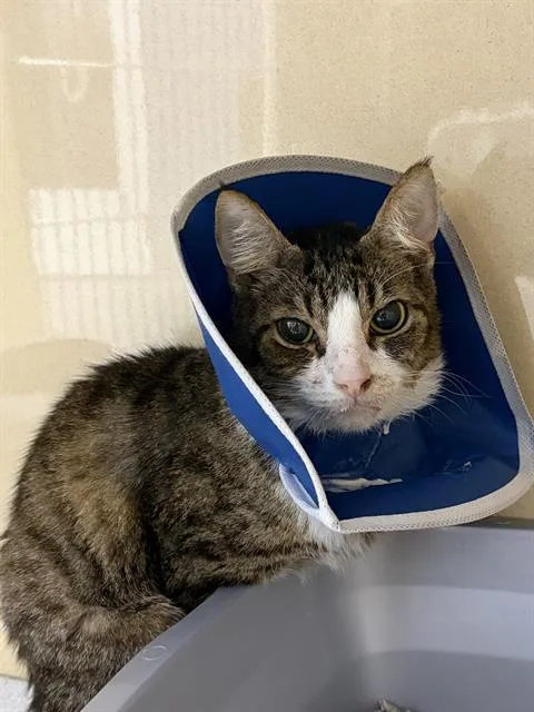 Basil