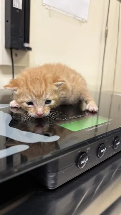 A baby small-sized male Domestic Short Hair cat named Pistachio for adoption in West Chester, PA