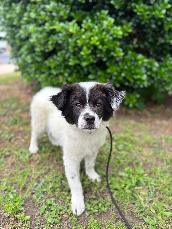 A baby medium-sized male White / Cream Border Collie dog named Dakota for adoption in Aiken, SC