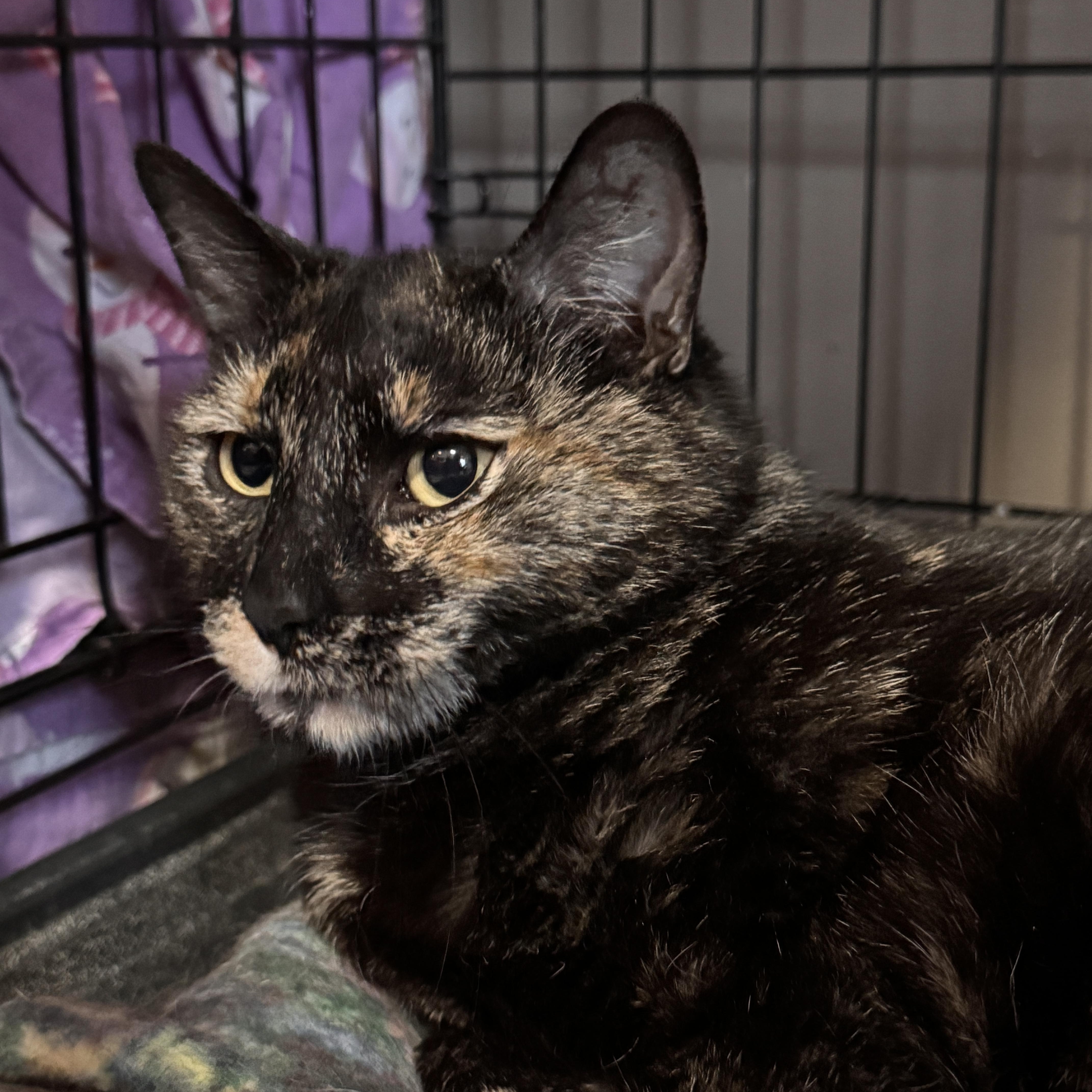 Caramel Turtle thumbnail 2