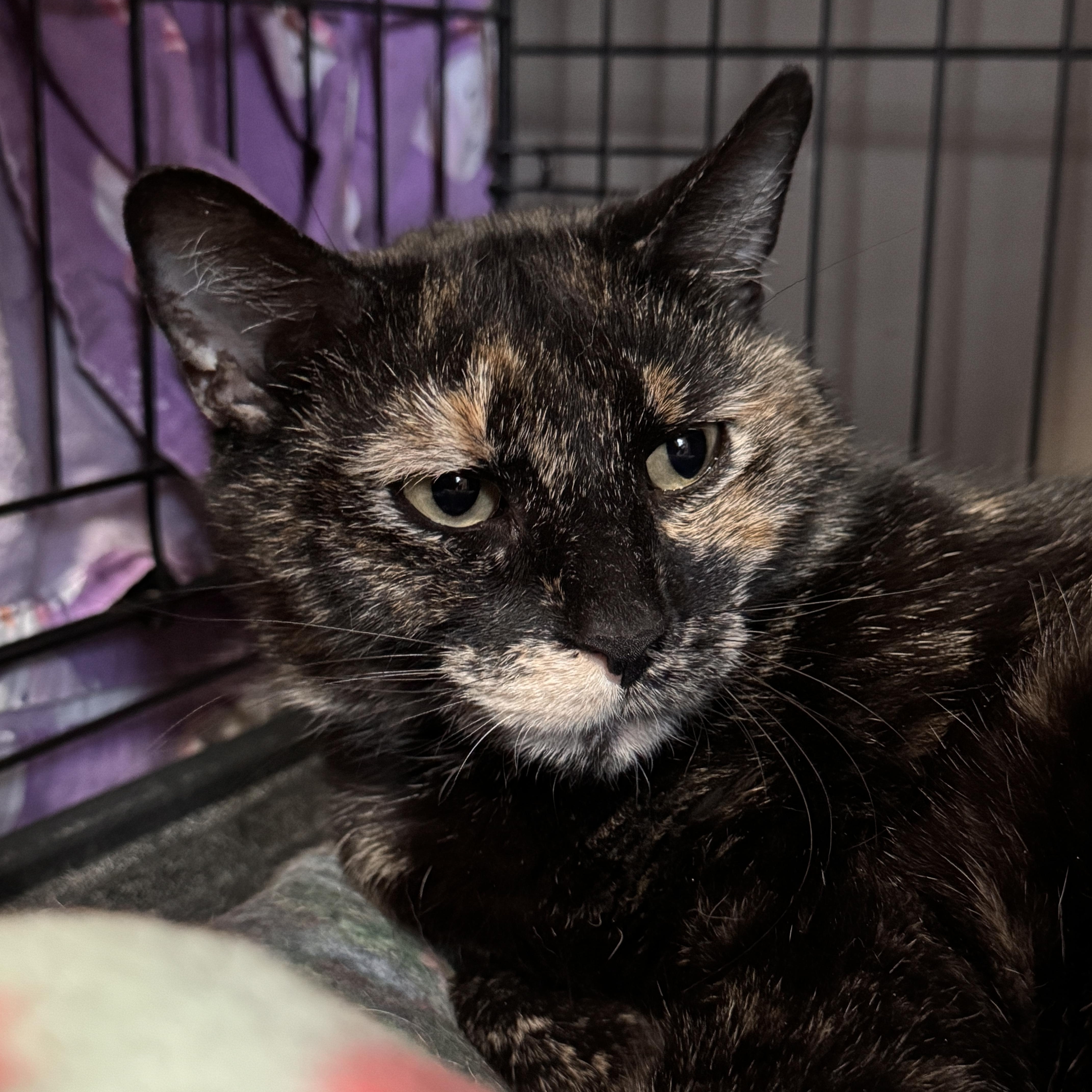 Caramel Turtle thumbnail 3