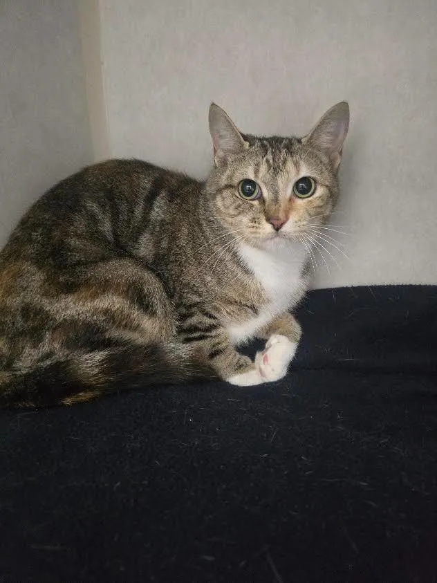 A young medium-sized female Domestic Short Hair cat named Basil for adoption in Culpeper, VA