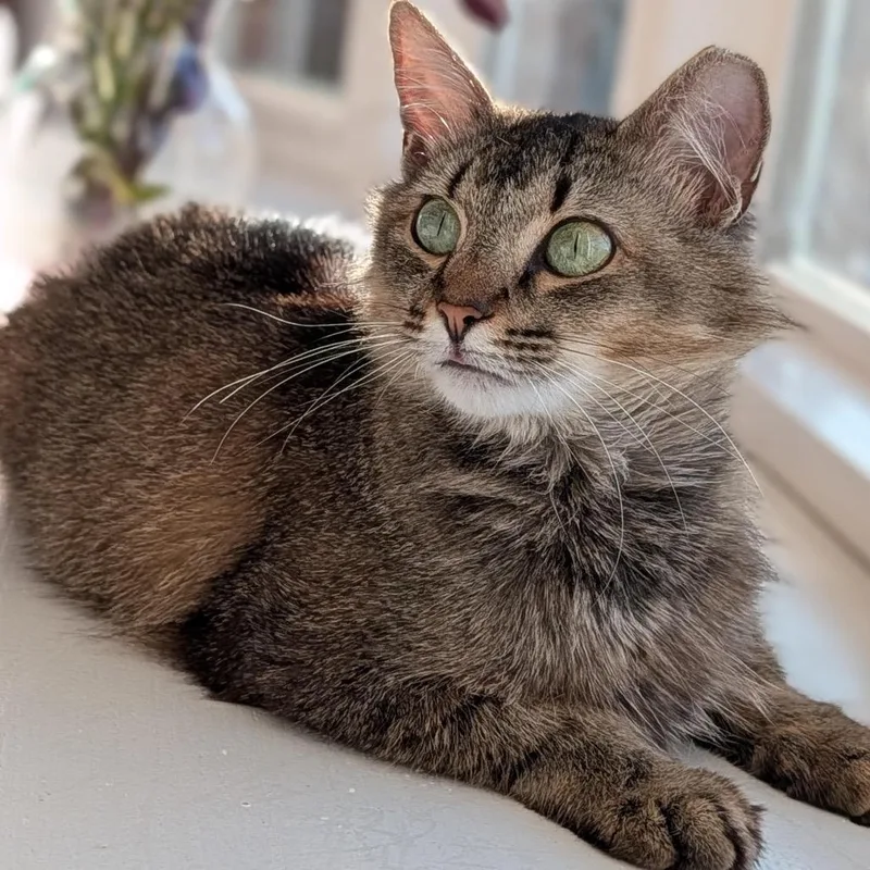 A young medium-sized female Gray / Blue / Silver Maine Coon cat named Rossellini for adoption in Chapel Hill, NC