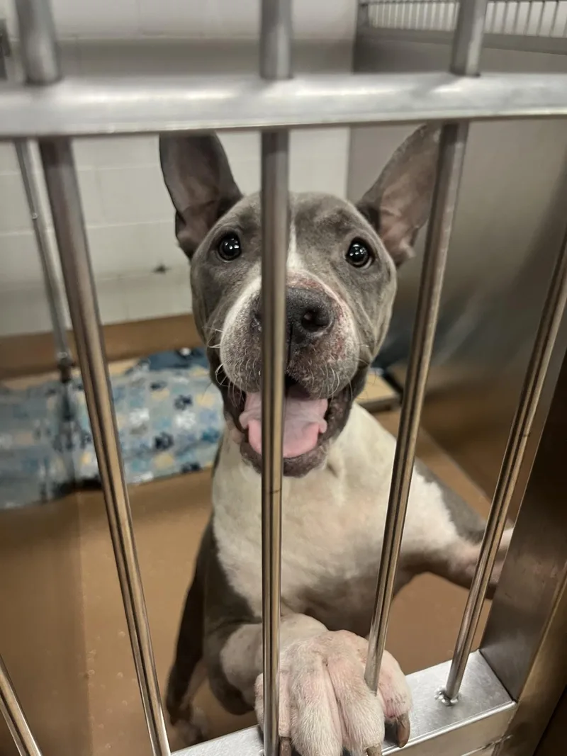 An adult medium-sized female Gray / Blue / Silver Pit Bull Terrier dog named Keena for adoption in Allen, TX