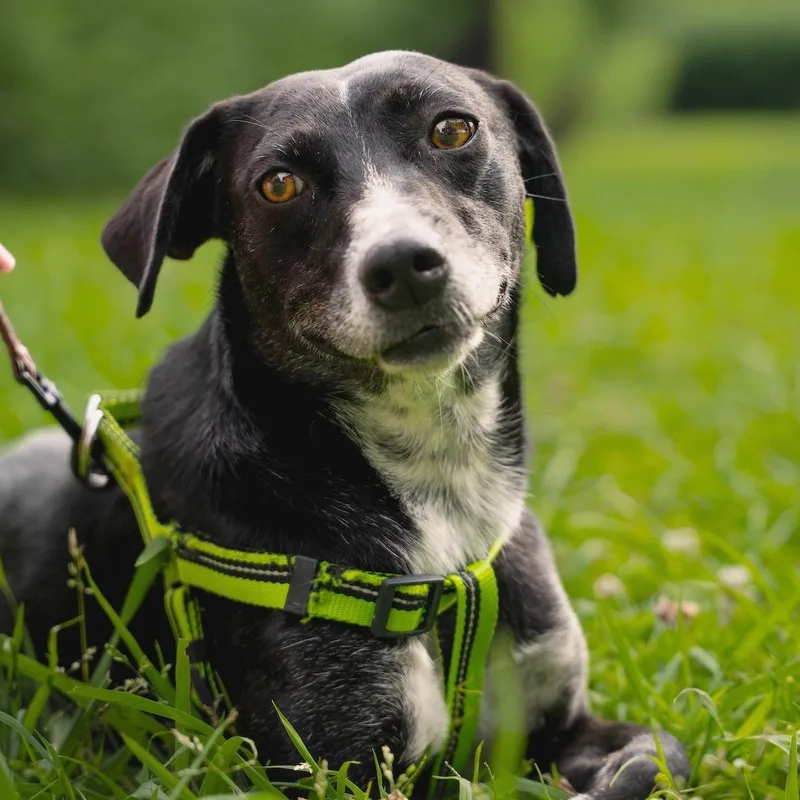 A young medium-sized female Black Whippet dog named Lira for adoption in Morristown, NJ