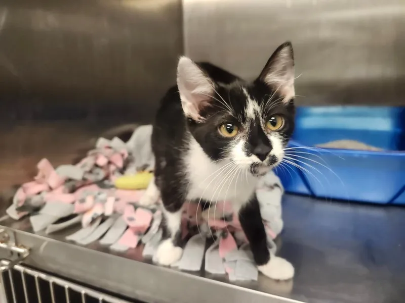 A baby medium-sized female Domestic Short Hair cat named Dusty for adoption in Athens, AL
