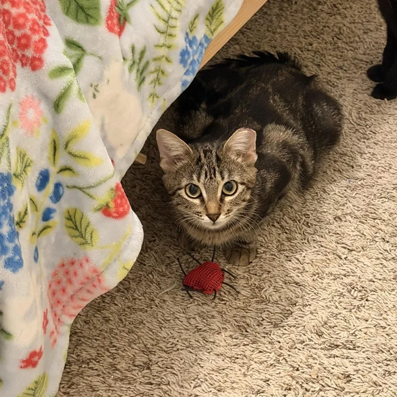 A young small-sized female Domestic Short Hair cat named Pumpkin for adoption in Valdosta , GA