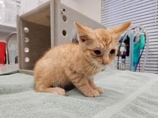 A baby small-sized male Domestic Short Hair cat named Tennessee for adoption in Antioch, CA