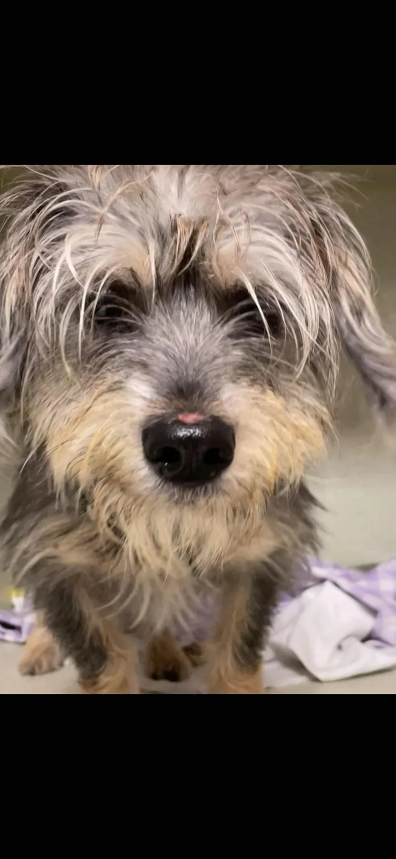 A young small-sized male Brown / Chocolate Yorkshire Terrier dog named Adam King for adoption in Broken Arrow, OK
