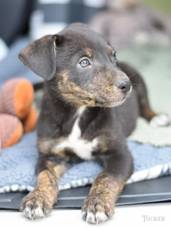 Tucker