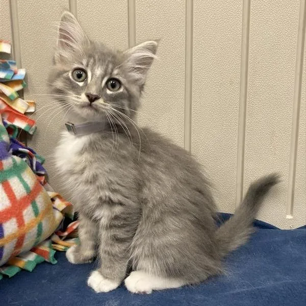 A young medium-sized male Gray / Blue / Silver Domestic Medium Hair cat named Moose for adoption in Hawthorne, CA
