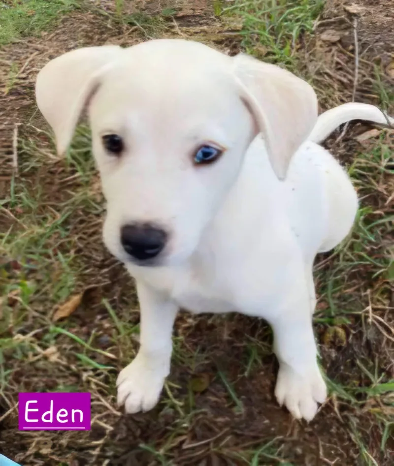 Eden thumbnail 3