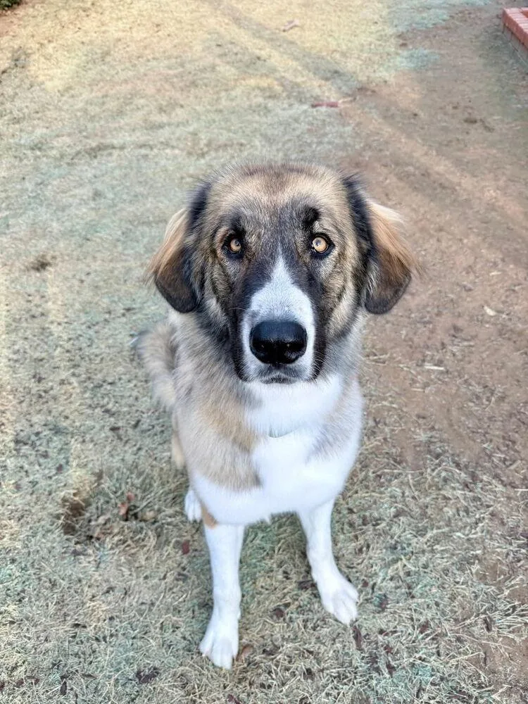 A young large-sized female Anatolian Shepherd dog named Seraphina 👑 for adoption in TULSA, OK