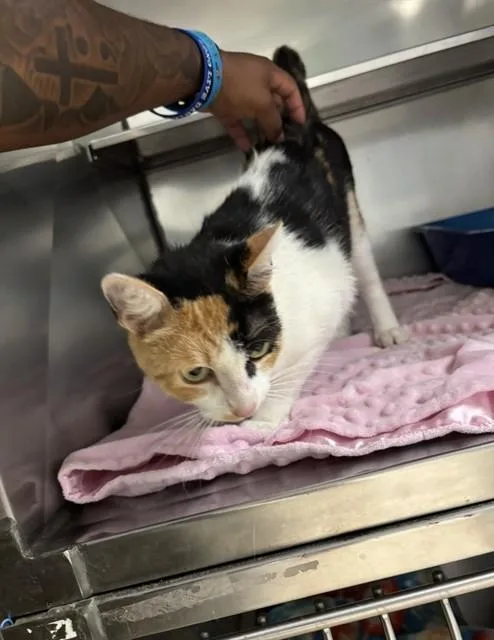 A young small-sized female Domestic Short Hair cat named Funfetti for adoption in Killeen, TX