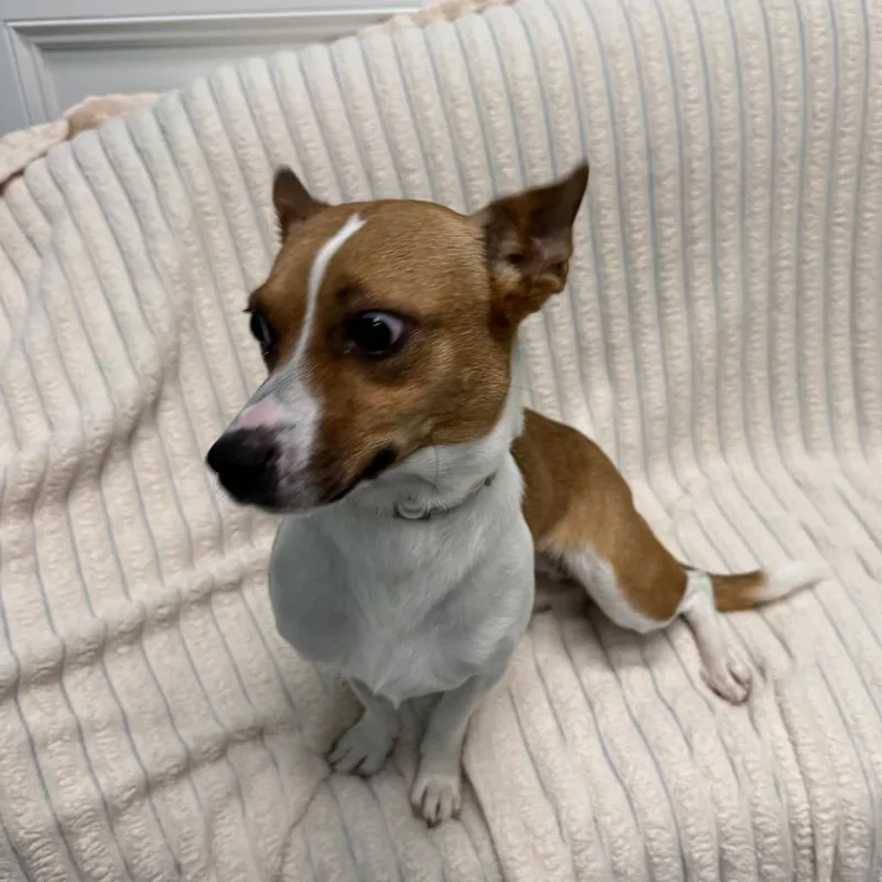 An adult small-sized female Brown / Chocolate Mixed Breed dog named Mona for adoption in Houston, TX