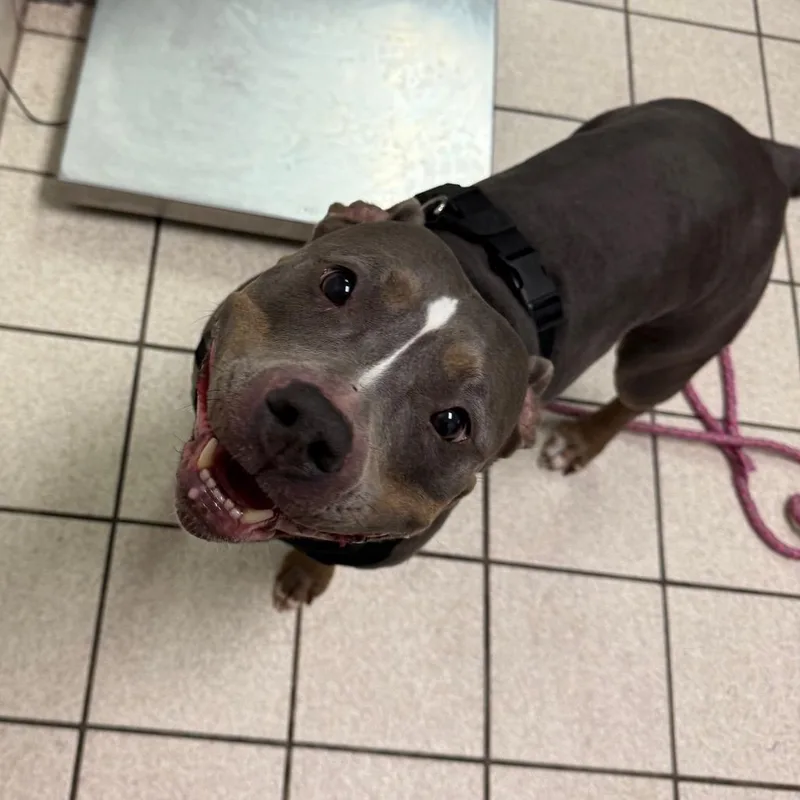 An adult medium-sized female Gray / Blue / Silver Mixed Breed dog named Katana for adoption in Charleston, WV