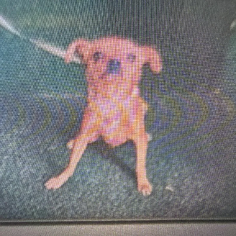 An adult small-sized male Chihuahua dog named Maximus for adoption in LOXAHATCHEE, FL