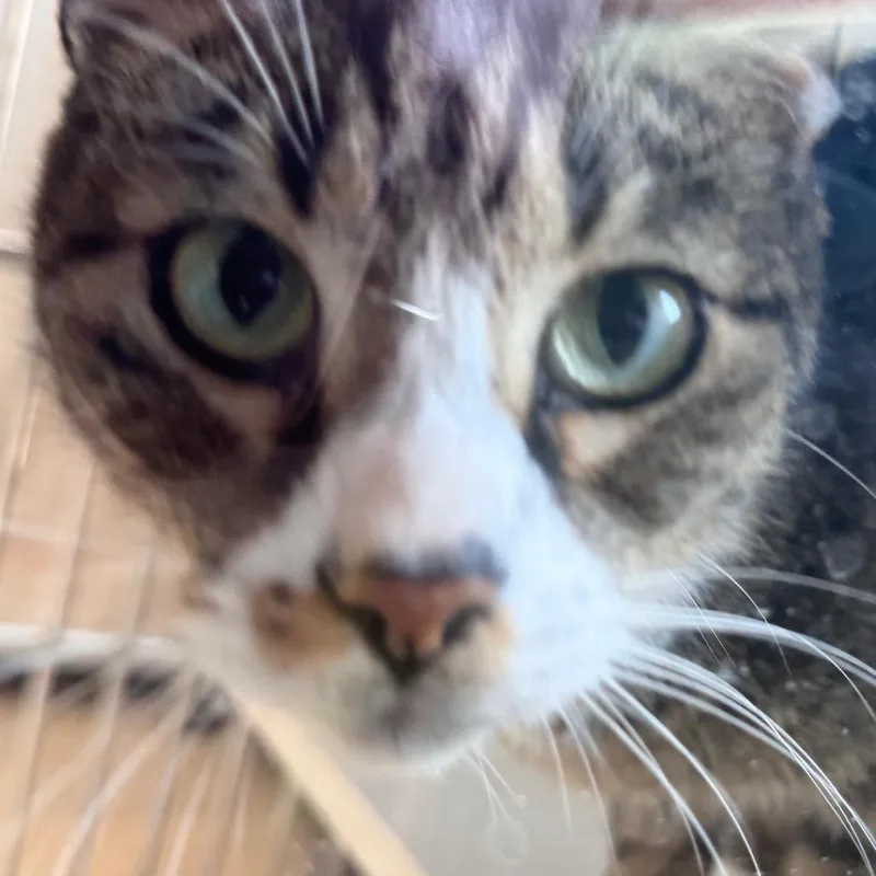 An adult medium-sized male Brown / Chocolate Domestic Short Hair cat named Walter Bishop for adoption in Salisbury, MA