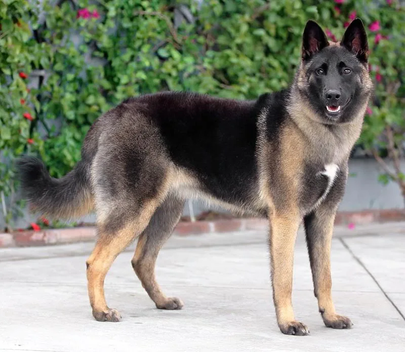 A young large-sized female Black German Shepherd Dog dog named Athena Von Apelern for adoption in Los Angeles, CA