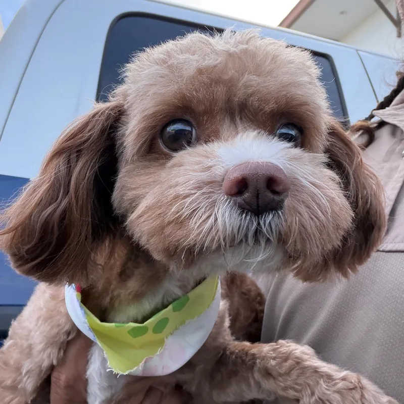 An adult small-sized male Apricot / Beige Poodle (Toy) dog named 36885 for adoption in Henderson, NV