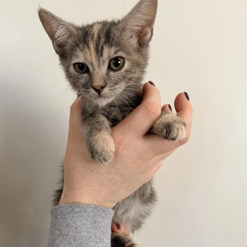 A baby medium-sized female Tabby (Brown / Chocolate) Tabby cat named Cherry for adoption in Henderson, NV