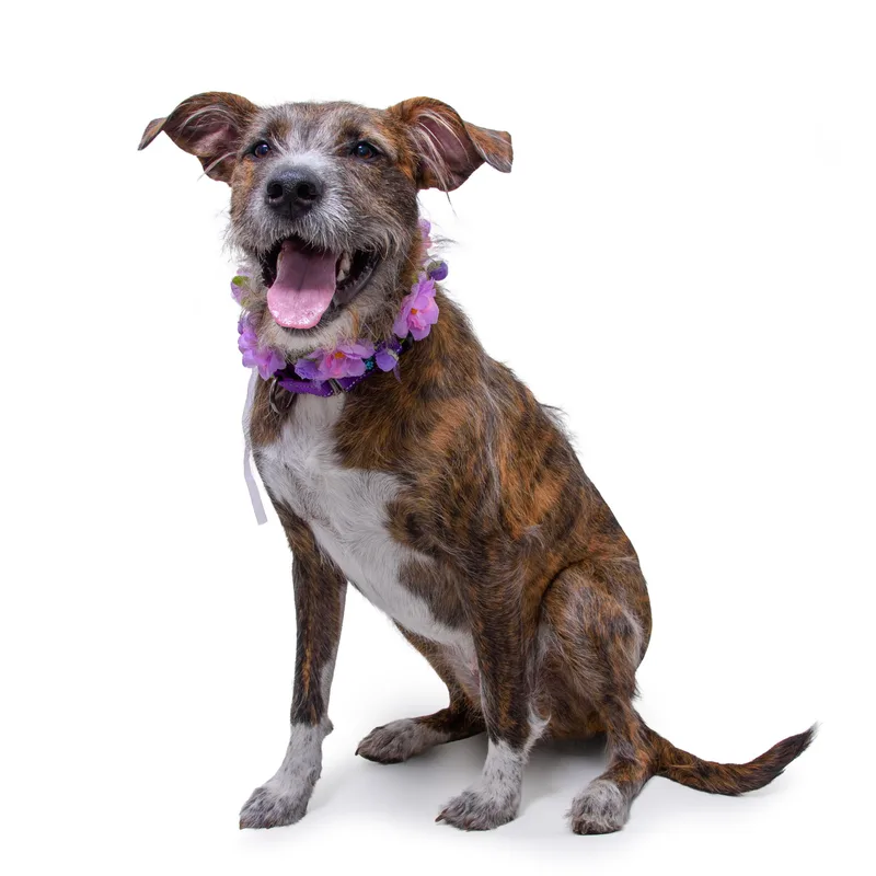 A young medium-sized female Brindle Wirehaired Terrier dog named Delilah for adoption in Aurora, CO