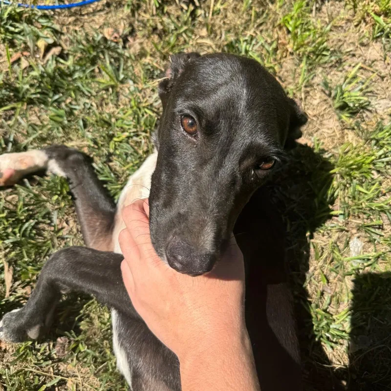 A baby small-sized female Black Mixed Breed dog named Beauty for adoption in Columbus, GA