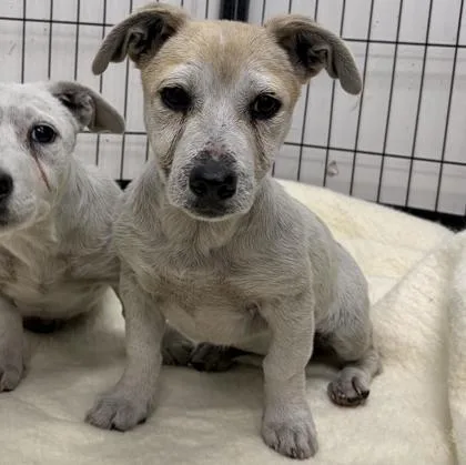 A baby small-sized female Mixed Breed dog named Naomi for adoption in Oakland, CA