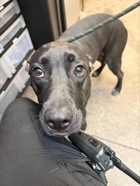 A young large-sized male Labrador Retriever dog named Batman for adoption in Tucson, AZ
