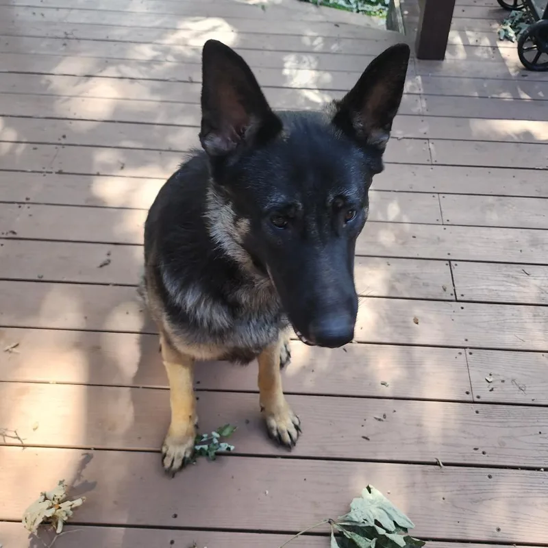 A young small-sized male Black German Shepherd Dog dog named Odie  Home to for adoption in South Elgin, IL