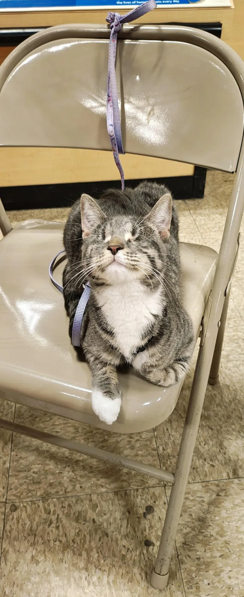 A baby medium-sized female Tabby (Gray / Blue / Silver) Domestic Short Hair cat named Lia for adoption in Springfield, PA