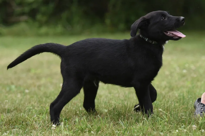 A baby medium-sized male Labrador Retriever dog named Beau for adoption in Mechanicsburg, PA