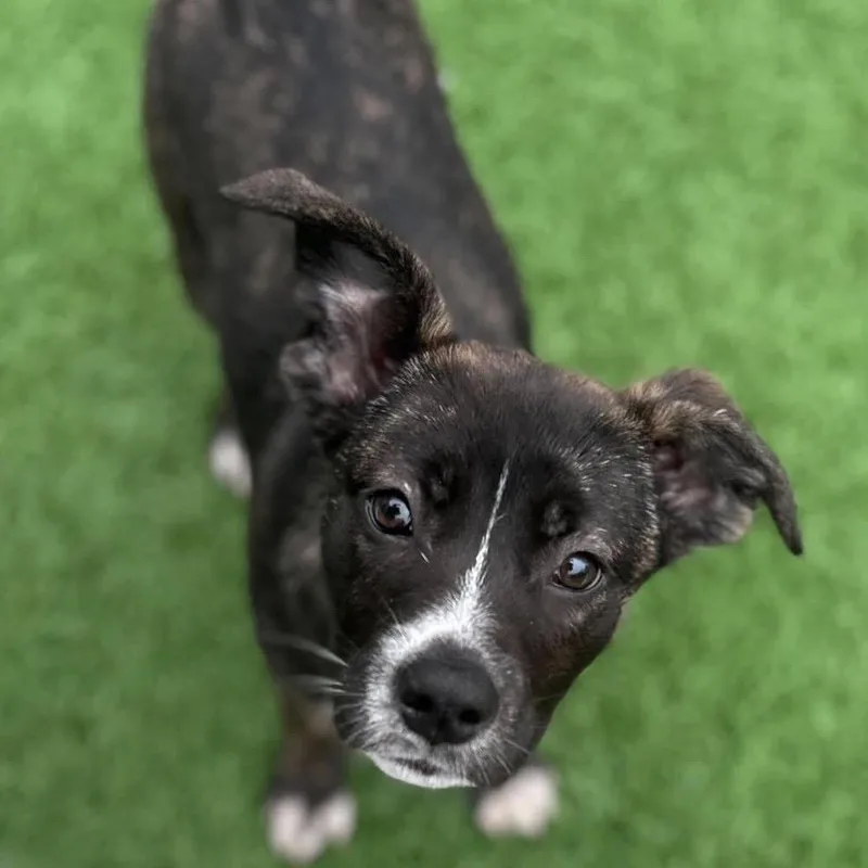 A baby small-sized female Brown / Chocolate Mixed Breed dog named Flower for adoption in Dover, NH