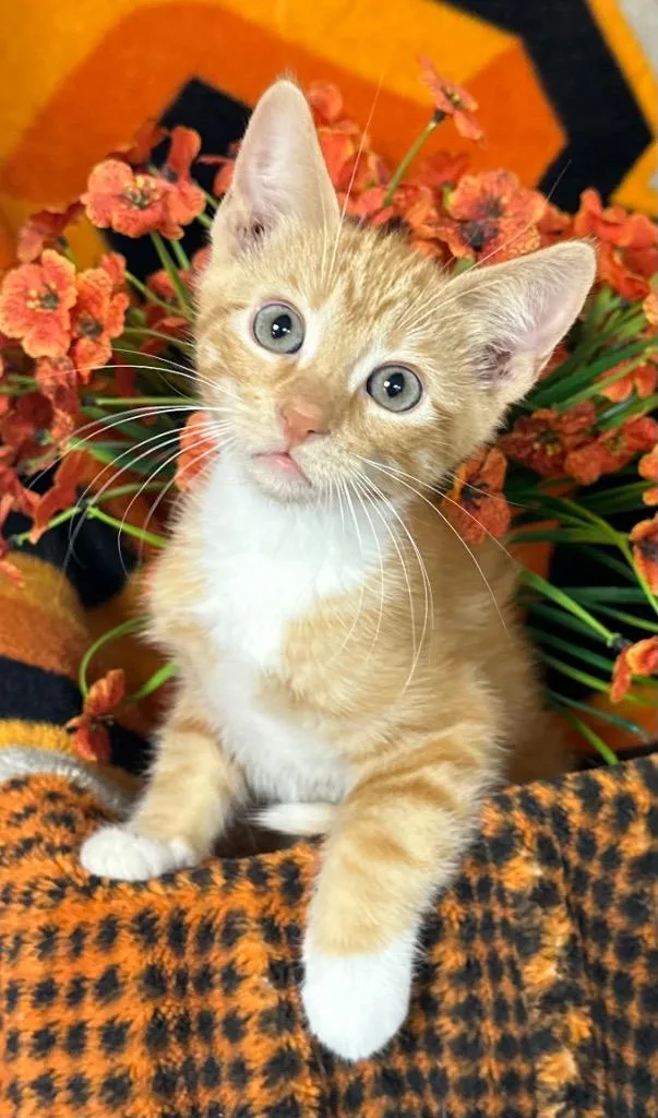 A baby small-sized male Domestic Short Hair cat named Sunrise for adoption in Stillwater, OK