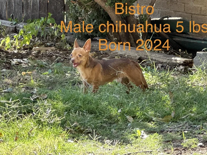 An adult small-sized male Brown / Chocolate Chihuahua dog named Bistro for adoption in San Angelo, TX