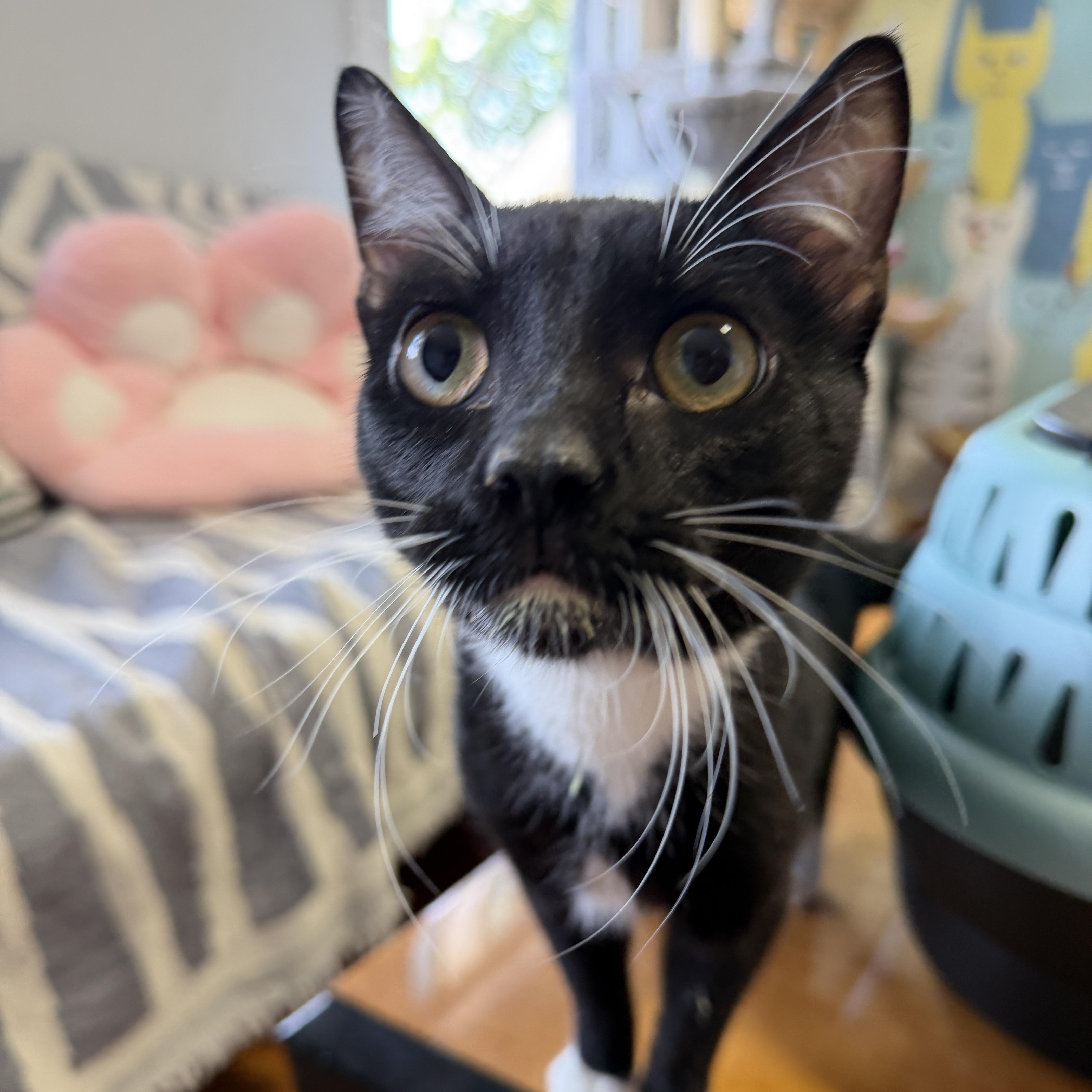 A baby medium-sized male Black & White / Tuxedo Domestic Short Hair cat named Ping for adoption in Roanoke, VA