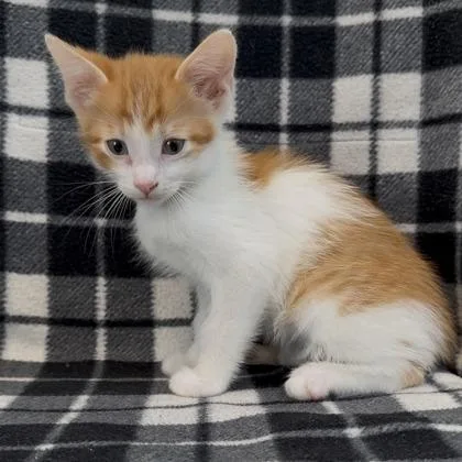 A baby small-sized male Domestic Short Hair cat named Nitro for adoption in Janesville, WI