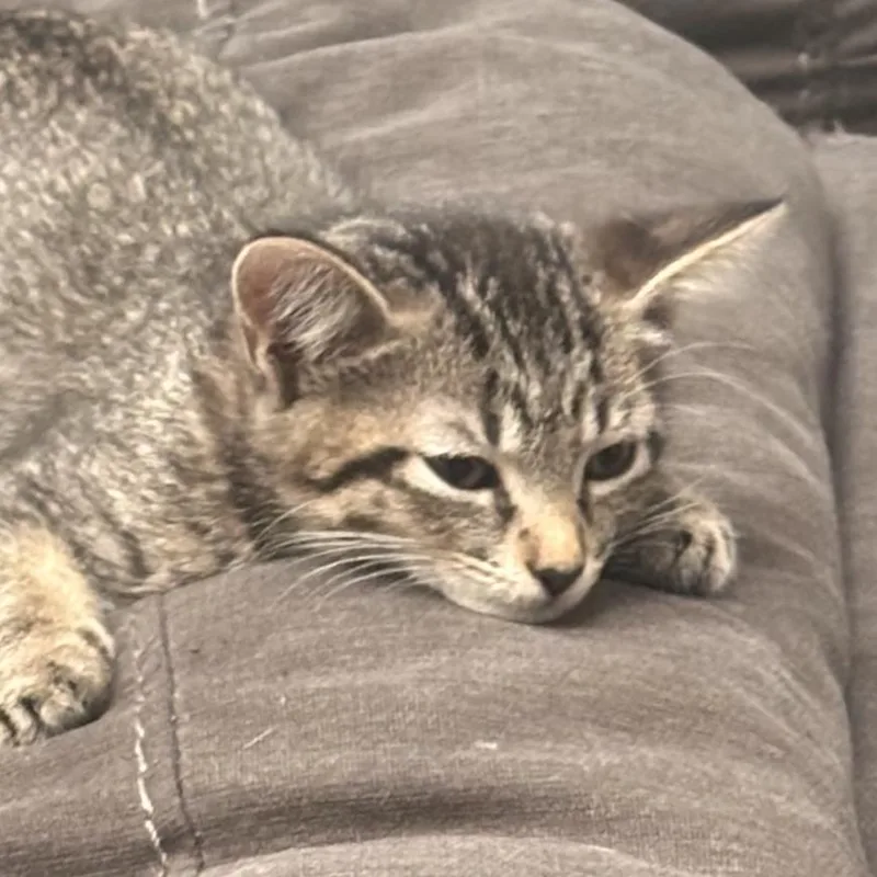 A baby small-sized male Black Domestic Short Hair cat named Mochi for adoption in Liverpool, TX
