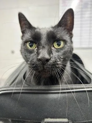 An adult small-sized female Domestic Short Hair cat named Sabrina for adoption in West Chester, PA
