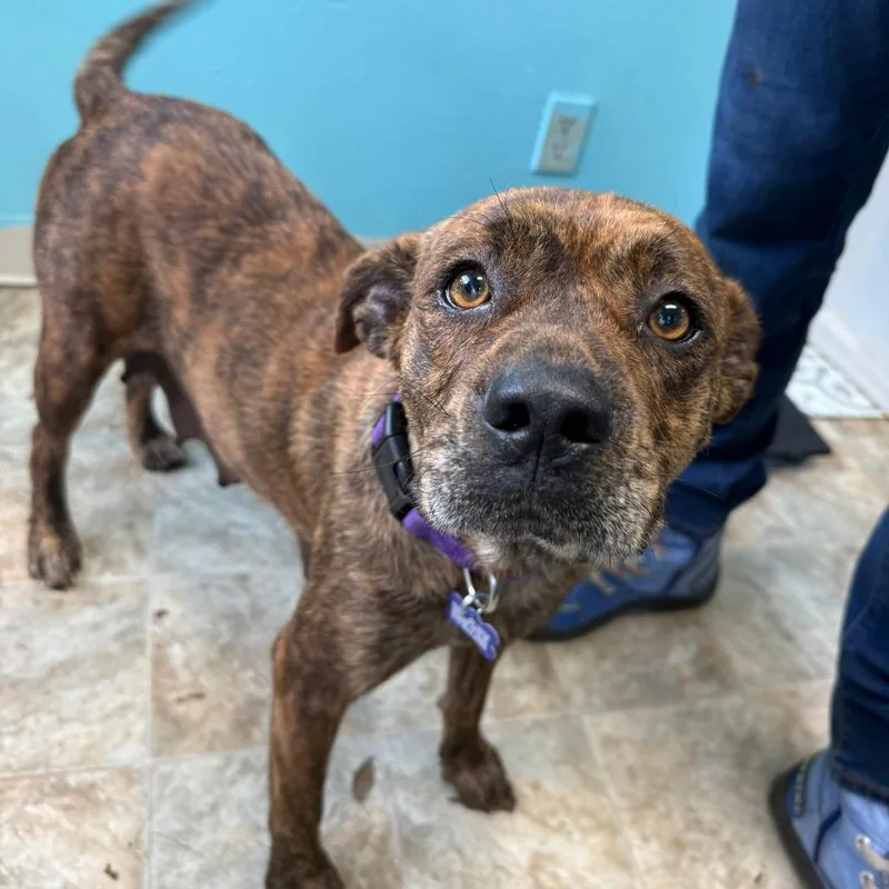 An adult medium-sized female Brindle Boxer dog named Brittney for adoption in Boerne, TX