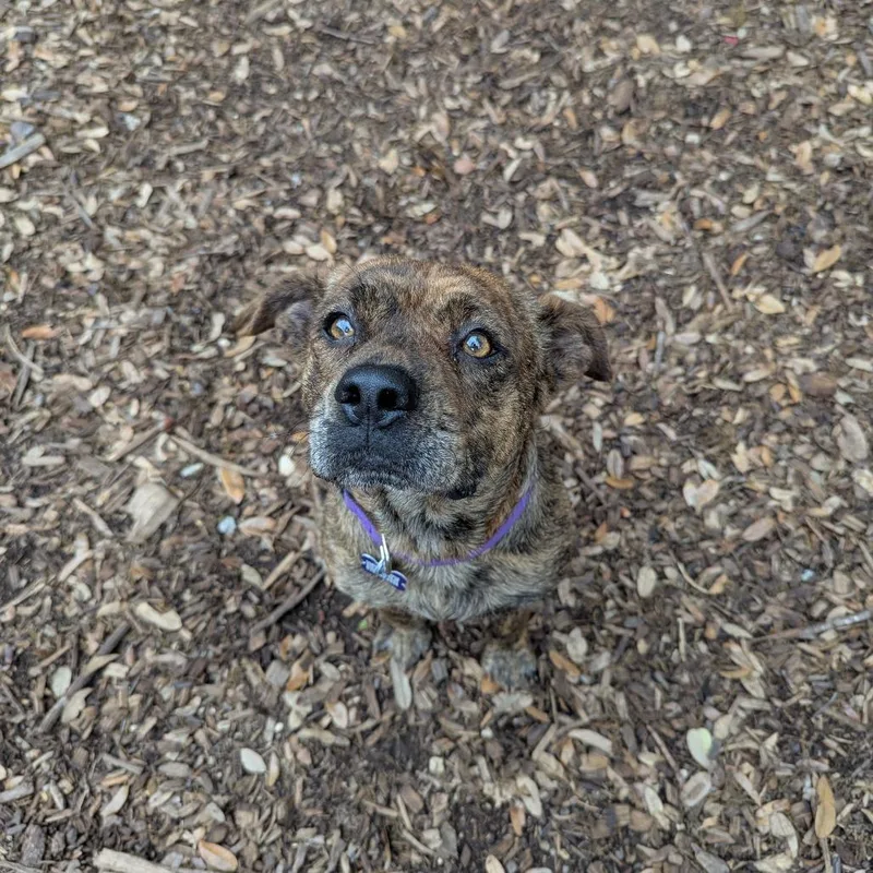 Brittney thumbnail 2