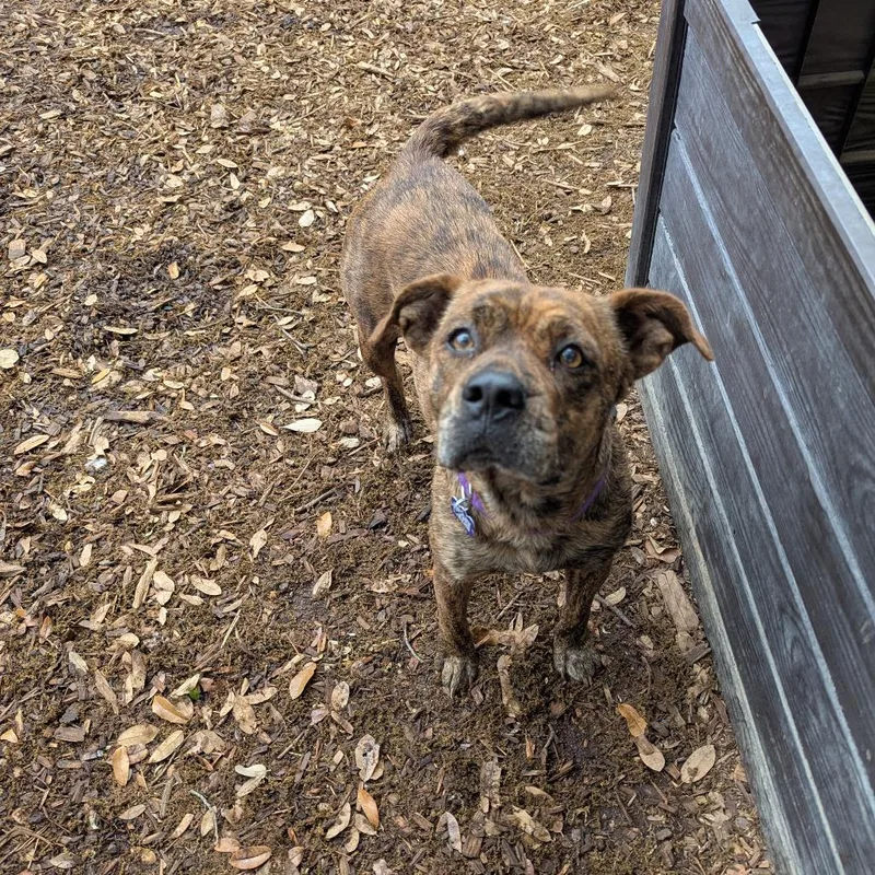 Brittney thumbnail 3