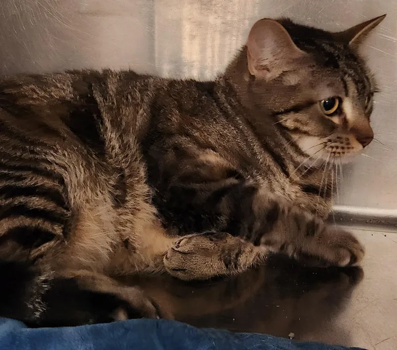 A young medium-sized female Tabby (Buff / Tan / Fawn) Domestic Short Hair cat named Jo for adoption in San Antonio, TX