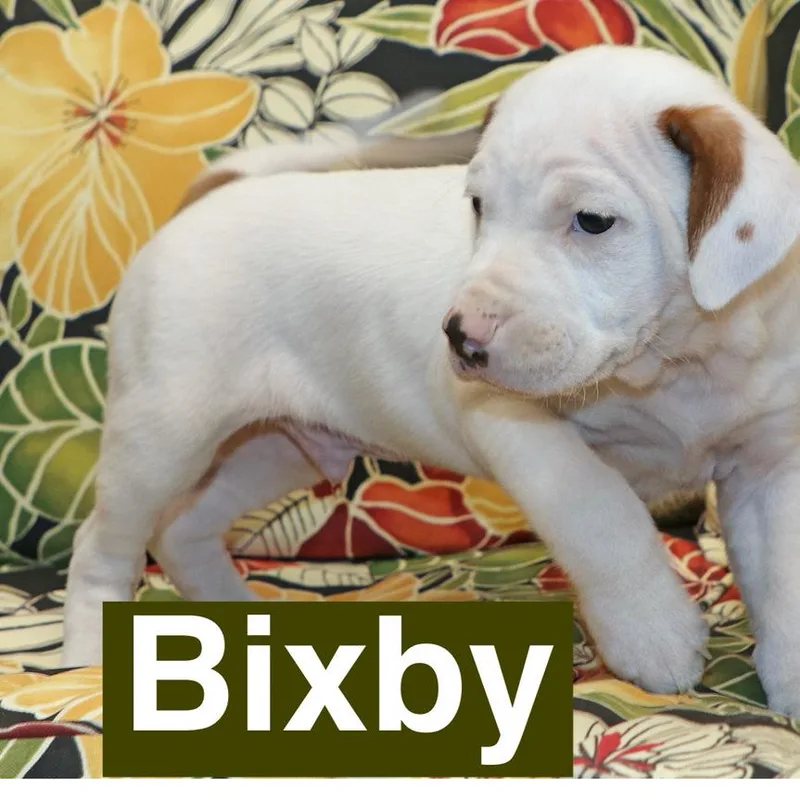 A baby medium-sized male White / Cream Hound dog named Bixby for adoption in Potomac, MD